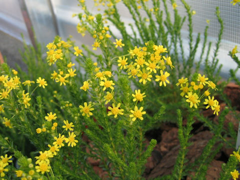 Euryops virgineus cv. Golden Cracker