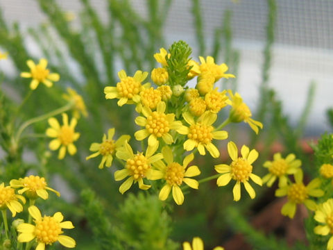 Euryops virgineus cv. Golden Cracker