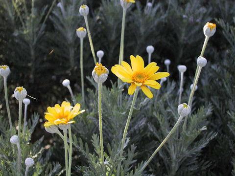 Euryops pectinatus