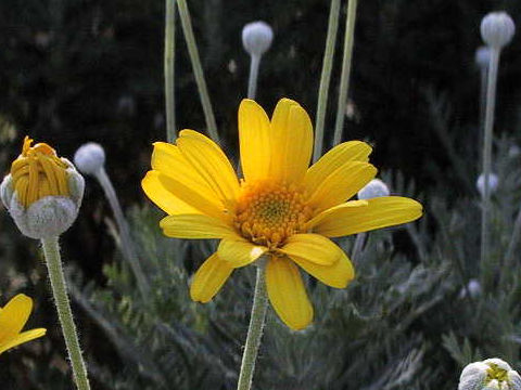 Euryops pectinatus