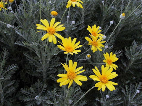 Euryops pectinatus