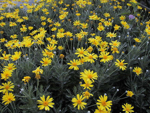 Euryops pectinatus