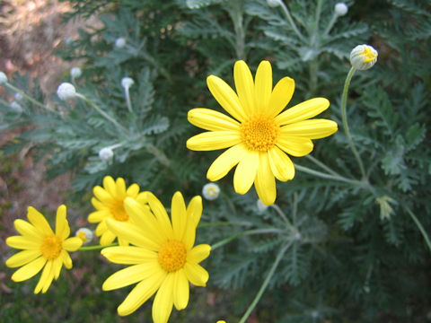 Euryops pectinatus