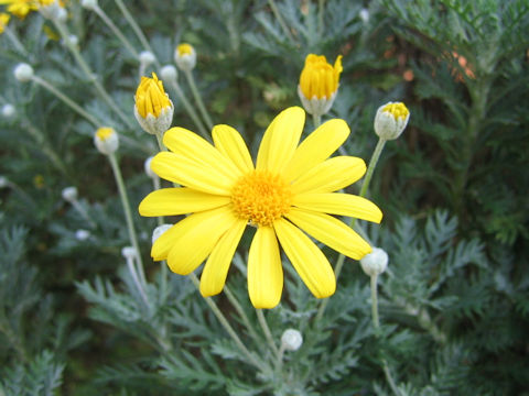 Euryops pectinatus