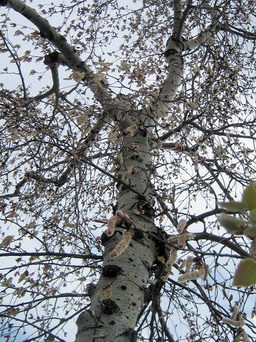 Betula pubescens