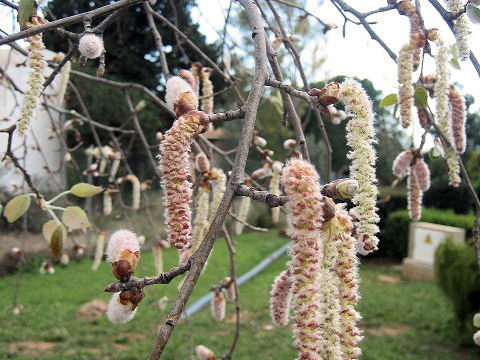 Betula pubescens