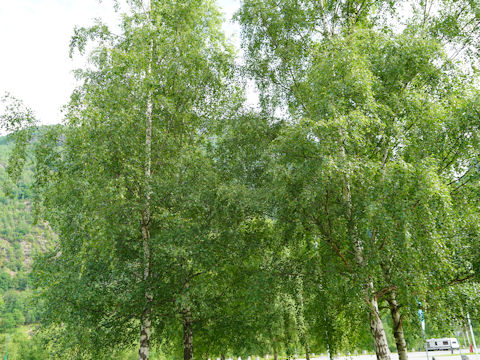 Betula pubescens