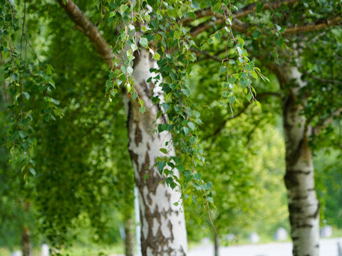 Betula pubescens