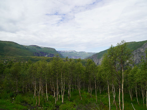 Betula pubescens