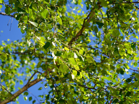 Betula pubescens