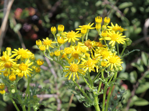 Senecio jacobaea