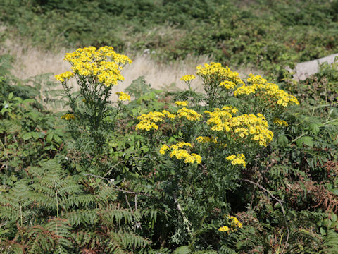 Senecio jacobaea