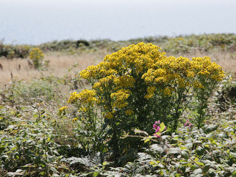 Senecio jacobaea