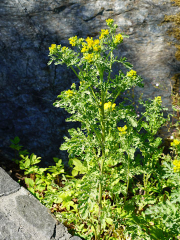 Senecio jacobaea