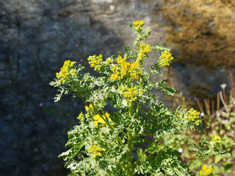 Senecio jacobaea