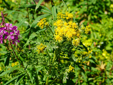 Senecio jacobaea