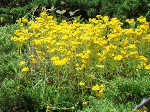 Senecio jacobaea