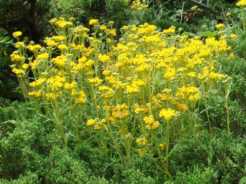 Senecio jacobaea