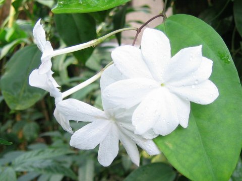 Jasminum rex