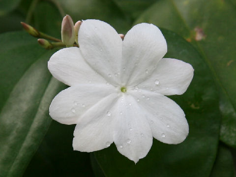 Jasminum rex