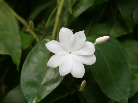 Jasminum rex