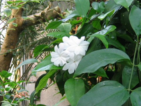 Jasminum rex