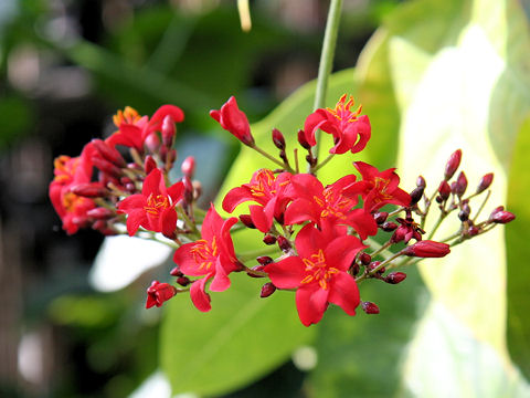 Jatropha integerrima