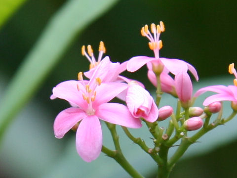 Jatropha integerrima