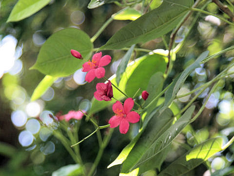 Jatropha integerrima