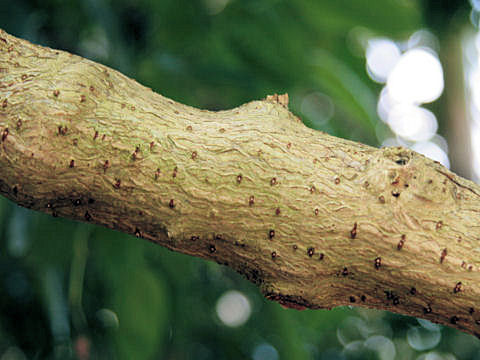 Jatropha integerrima