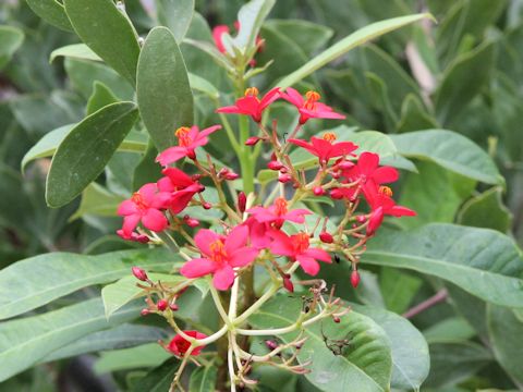 Jatropha integerrima