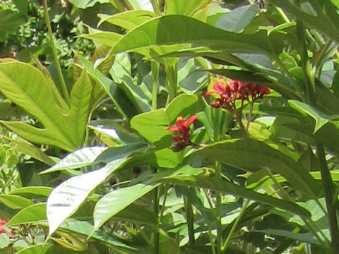 Jatropha integerrima