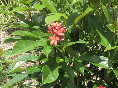 Jatropha integerrima