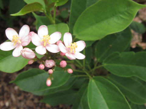 Jatropha integerrima