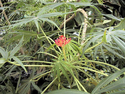 Jatropha multifida