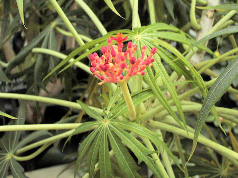 Jatropha multifida