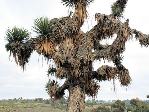 Yucca brevifolia