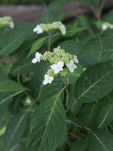 Hydrangea serrata