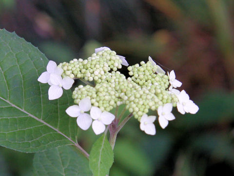 Hydrangea serrata