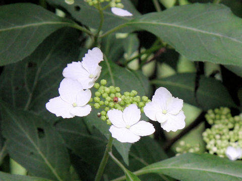 Hydrangea serrata