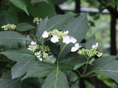 Hydrangea serrata