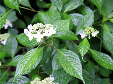 Hydrangea serrata