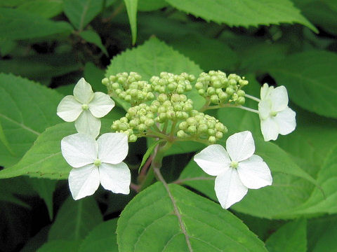 Hydrangea serrata