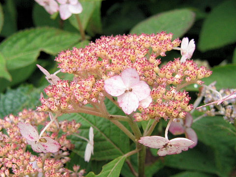 Hydrangea serrata