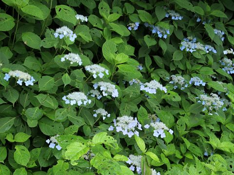 Hydrangea serrata