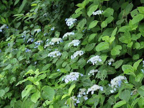 Hydrangea serrata