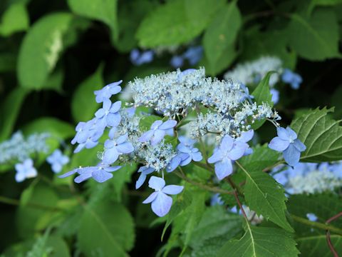 Hydrangea serrata