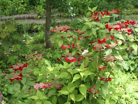 Hydrangea serrata cv.