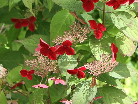 Hydrangea serrata cv.