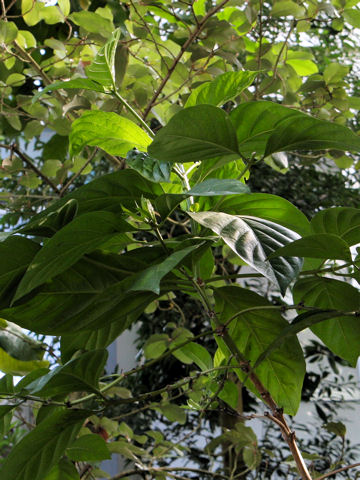 Morinda citrifolia